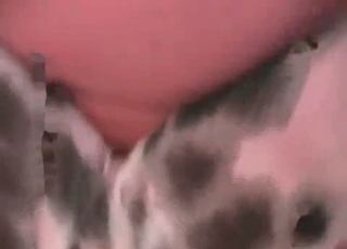 Small Dalmatian fucked in the ass