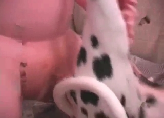 Small Dalmatian fucked in the ass