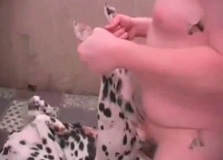 Small Dalmatian fucked in the ass