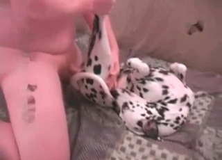 Small Dalmatian fucked in the ass