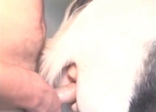 Farm animal fucked from behind