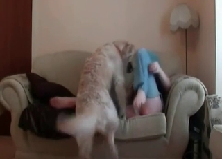 Puppy pleasing its owner