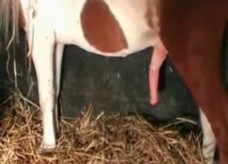 Horse with a huge dick