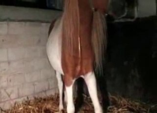 Horse with a huge dick