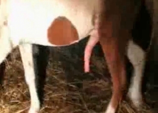 Horse with a huge dick