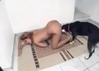 Black dog and horny zoophile