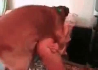 Hot zoo sex with a nice doggy