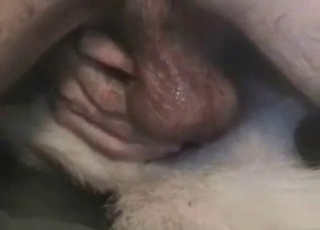 Dick penetrating strays ass