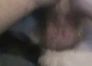 Dick penetrating strays ass