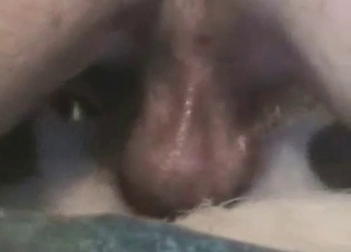 Dick penetrating strays ass