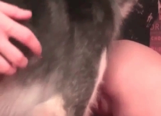 Husky pleasing a girl