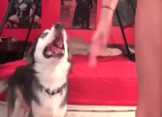 Husky pleasing a girl