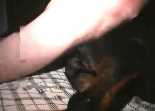 Dog nailed with a hard dick