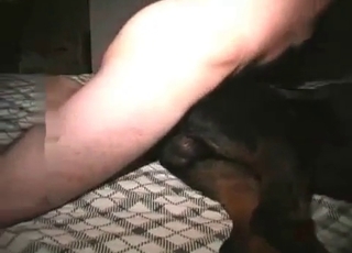 Dog nailed with a hard dick