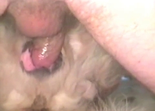 Animal anal action with an amateur