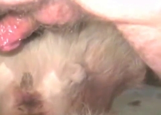 Animal anal action with an amateur