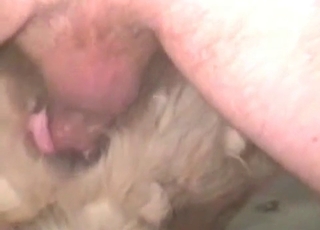Animal anal action with an amateur