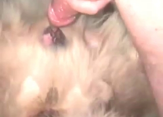 Animal anal action with an amateur