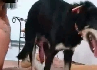 Two brunettes in the zoo porn
