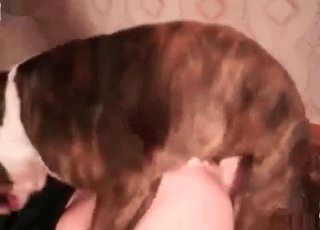 Mature chick licked by a dog