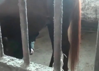 Brown horse in close up