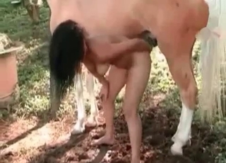 Massive horse drills a zoophile
