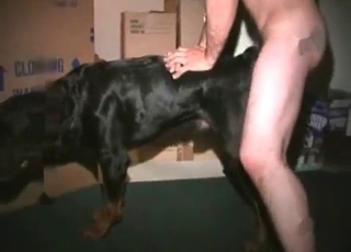 Dog gets screwed from behind