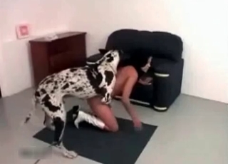 Cur fucking a hot babe
