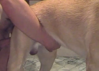 Pooch fucked by his owner
