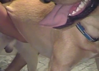 Pooch fucked by his owner