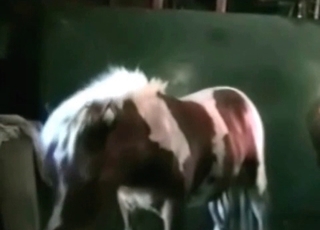 Pony pipe in her tight twat