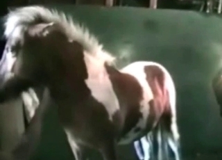 Pony pipe in her tight twat