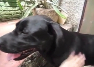 Guy has sex with his dog