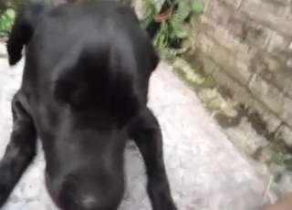 Guy has sex with his dog