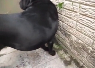 Guy has sex with his dog