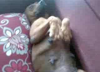 Hard cock in the zoo porn video
