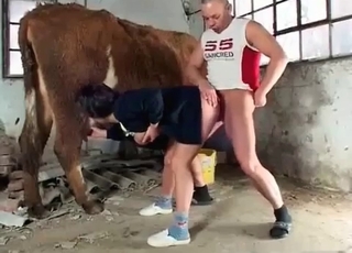 Cow and a couple fucking