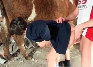Cow and a couple fucking