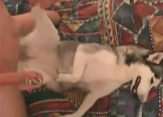 Dog fucked in a small anal hole