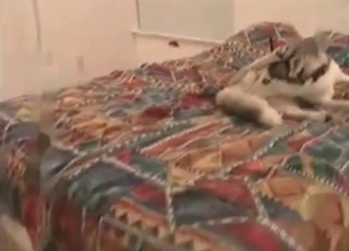 Dog fucked in a small anal hole