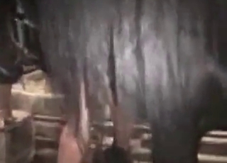 Hardcore horse fucks hard