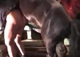 Hardcore horse fucks hard