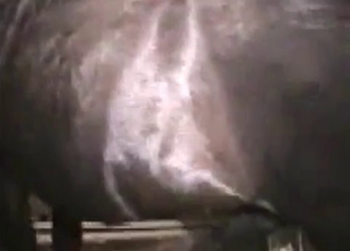 Hardcore horse fucks hard