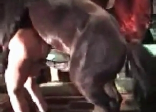 Hardcore horse fucks hard
