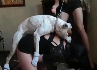 Hound penetrating a brunette