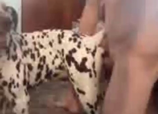 Pooch fucked hardcore