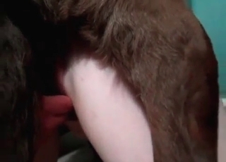 Dogs cock inside a tight hole