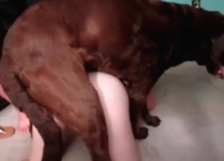 Dogs cock inside a tight hole
