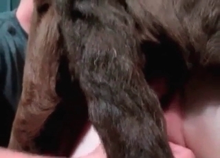 Dogs cock inside a tight hole
