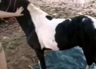 Horsy receiving a blowjob